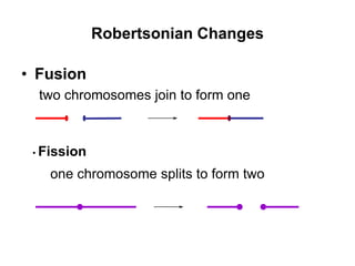 Robertsonian Changes
• Fusion
two chromosomes join to form one
• Fission
one chromosome splits to form two
 
