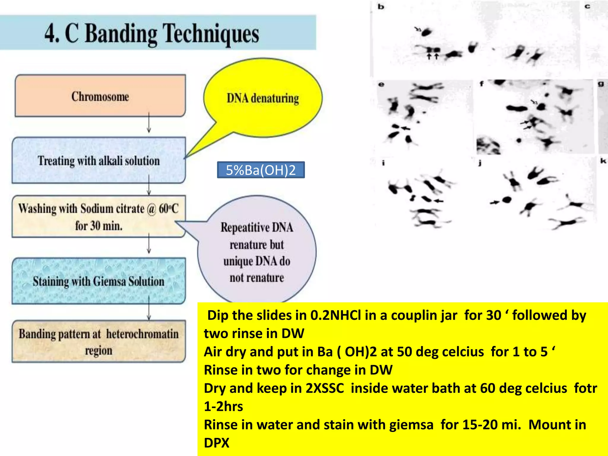 5%Ba(OH)2
Dip the slides in 0.2NHCl in a couplin jar for 30 ‘ followed by
two rinse in DW
Air dry and put in Ba ( OH)2 at 50 deg celcius for 1 to 5 ‘
Rinse in two for change in DW
Dry and keep in 2XSSC inside water bath at 60 deg celcius fotr
1-2hrs
Rinse in water and stain with giemsa for 15-20 mi. Mount in
DPX
 