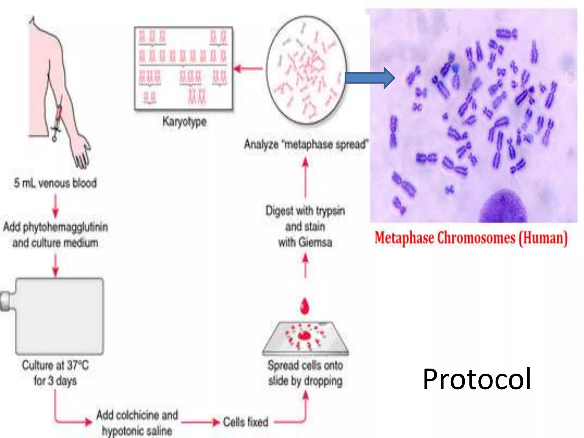 Chromosomal banding technique PPT