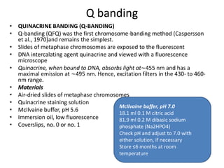 Q banding
• QUINACRINE BANDING (Q-BANDING)
• Q-banding (QFQ) was the first chromosome-banding method (Caspersson
et al., 1970)and remains the simplest.
• Slides of metaphase chromosomes are exposed to the fluorescent
• DNA intercalating agent quinacrine and viewed with a fluorescence
microscope
• Quinacrine, when bound to DNA, absorbs light at∼455 nm and has a
maximal emission at ∼495 nm. Hence, excitation filters in the 430- to 460-
nm range.
• Materials
• Air-dried slides of metaphase chromosomes
• Quinacrine staining solution
• McIlvaine buffer, pH 5.6
• Immersion oil, low fluorescence
• Coverslips, no. 0 or no. 1
McIlvaine buffer, pH 7.0
18.1 ml 0.1 M citric acid
81.9 ml 0.2 M dibasic sodium
phosphate (Na2HPO4)
Check pH and adjust to 7.0 with
either solution, if necessary
Store ≤6 months at room
temperature
 
