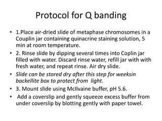 Protocol for Q banding
• 1.Place air-dried slide of metaphase chromosomes in a
Couplin jar containing quinacrine staining solution, 5
min at room temperature.
• 2. Rinse slide by dipping several times into Coplin jar
filled with water. Discard rinse water, refill jar with with
fresh water, and repeat rinse. Air dry slide.
• Slide can be stored dry after this step for weeksin
backellite box to protect from light.
• 3. Mount slide using McIlvaine buffer, pH 5.6.
• Add a coverslip and gently squeeze excess buffer from
under coverslip by blotting gently with paper towel.
 
