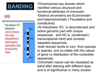 •Chromosmes has domain which
manifest various structural and
functional attributes of chromatin .
•Distinct chromatins are Euchromatin
and heterochromatin ( Facultative and
constitutive)
•At interphase EC is decondensed and
active genomic part with unique
sequences and HC is condensed (
transcriptional inert) and consists
repeated sequences
•both domain tends to vary from species
to species and co-relate with the nature
of gene i.e distribution of the nucleotide
sequences.
•Chromatin nature can be visualized as
band after staining with different dyes
and is of significance in many studies
 