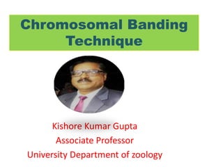 Chromosomal Banding
Technique
Kishore Kumar Gupta
Associate Professor
University Department of zoology
 