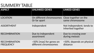 CHROMOSOMAL_BASES_GROUP_17[1].pptxHow Linkage Affects Inheritance | PPTX