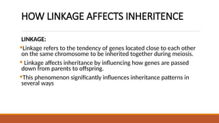 CHROMOSOMAL_BASES_GROUP_17[1].pptxHow Linkage Affects Inheritance | PPTX