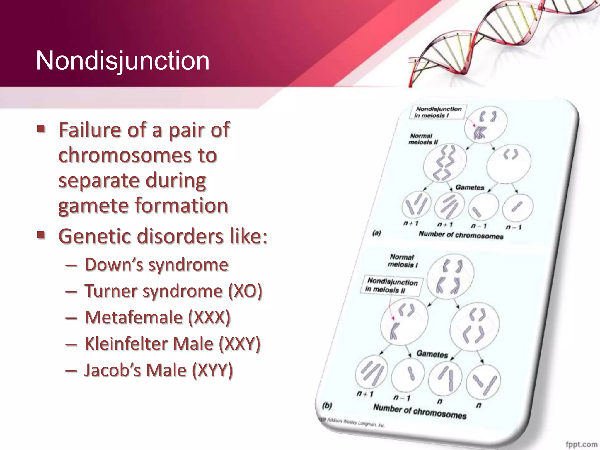 Nondisjunction
 Failure of a pair of
chromosomes to
separate during
gamete formation
 Genetic disorders like:
– Down’s syndrome
– Turner syndrome (XO)
– Metafemale (XXX)
– Kleinfelter Male (XXY)
– Jacob’s Male (XYY)
 