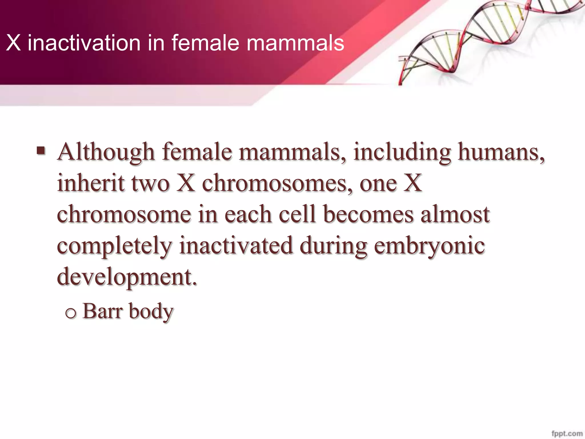 X inactivation in female mammals
 Although female mammals, including humans,
inherit two X chromosomes, one X
chromosome in each cell becomes almost
completely inactivated during embryonic
development.
o Barr body
 