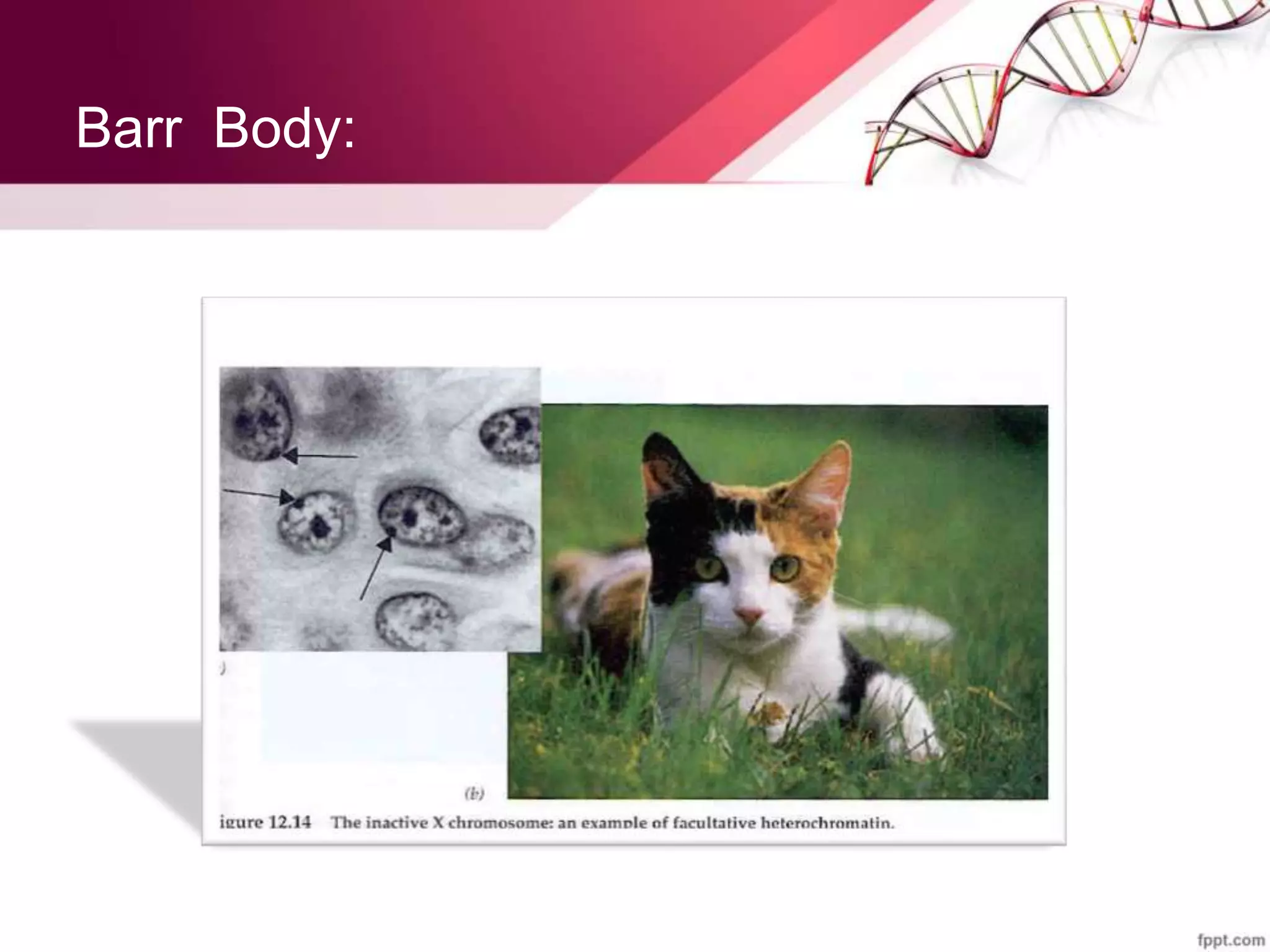 Barr Body:
 