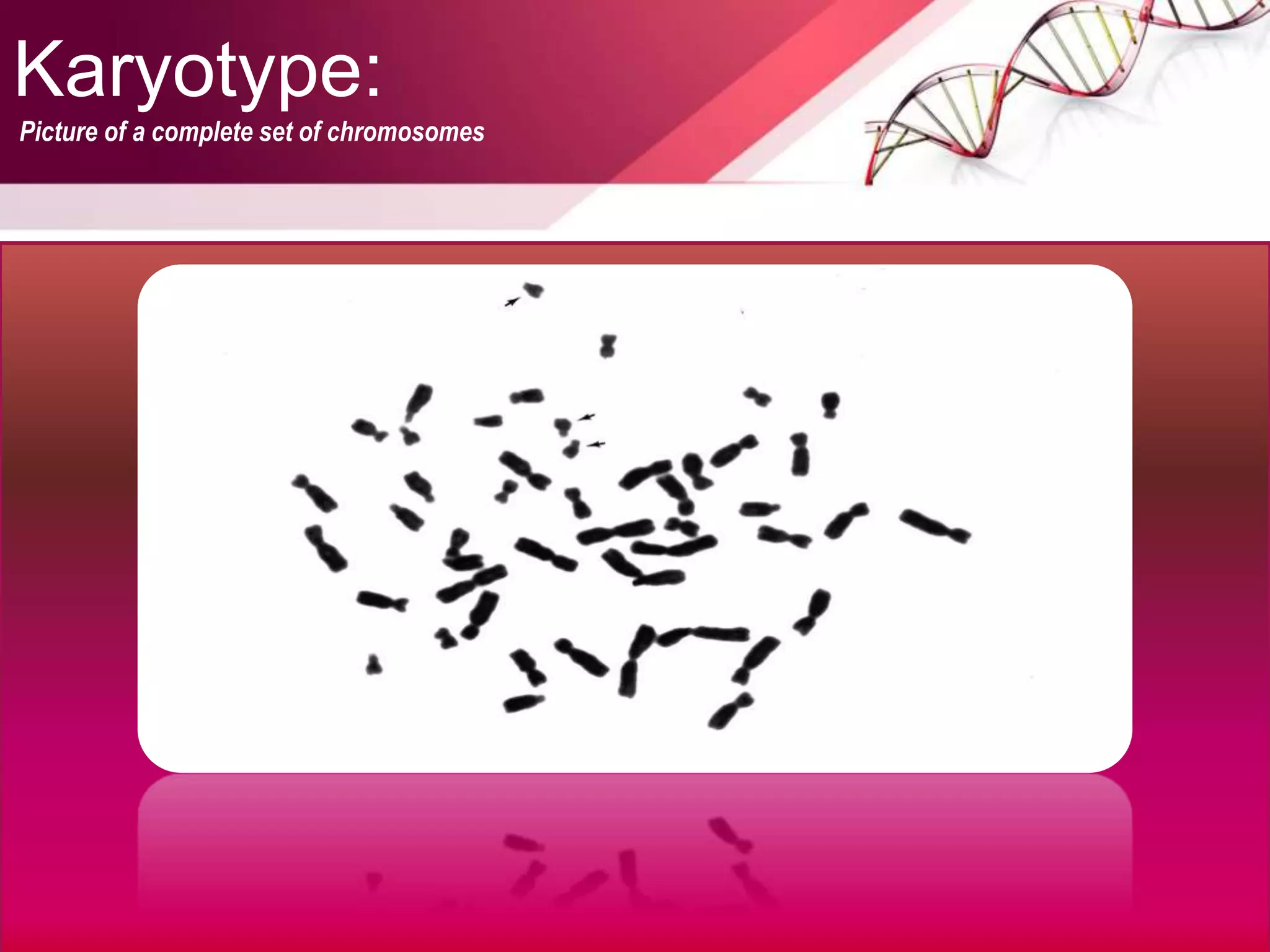 Karyotype:
Picture of a complete set of chromosomes
picture of a complete set of chromosomes
 