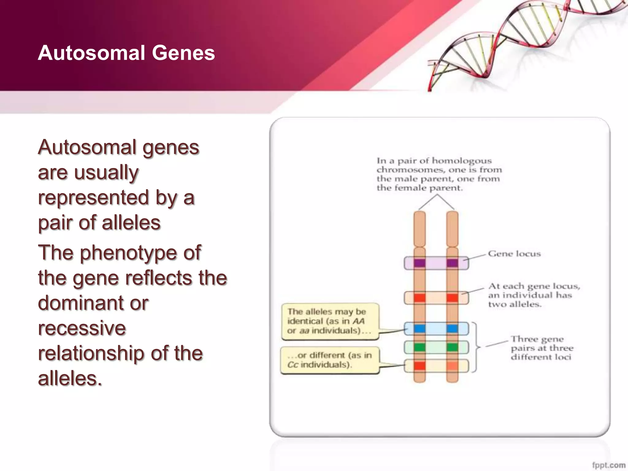 Autosomal Genes
Autosomal genes
are usually
represented by a
pair of alleles
The phenotype of
the gene reflects the
dominant or
recessive
relationship of the
alleles.
 