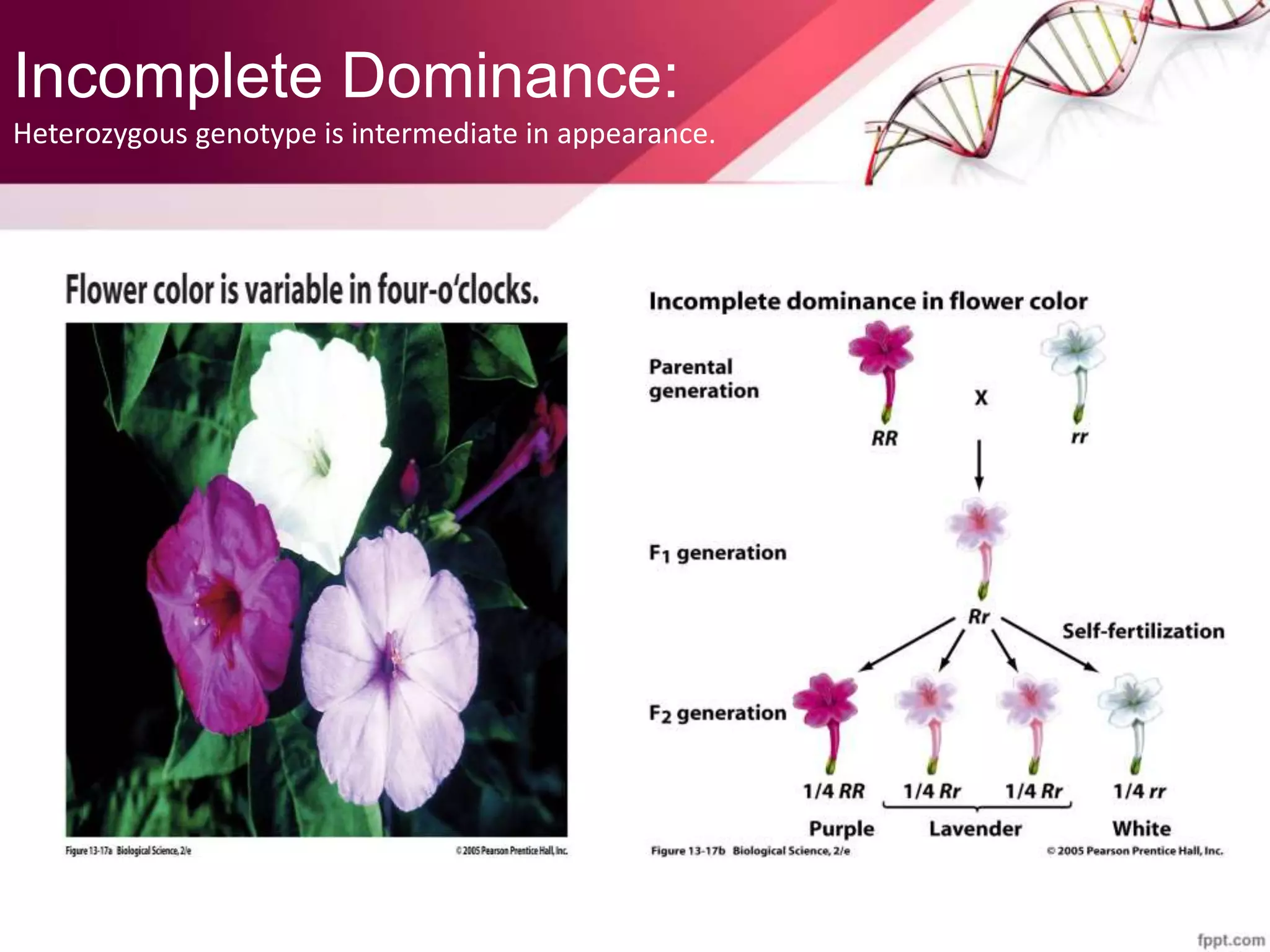 Incomplete Dominance:
Heterozygous genotype is intermediate in appearance.
 