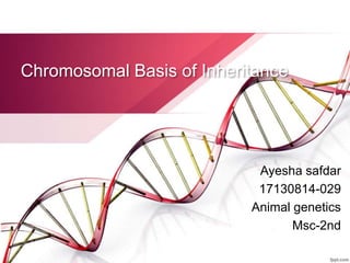 Chromosomal Basis of Inheritance
Ayesha safdar
17130814-029
Animal genetics
Msc-2nd
 