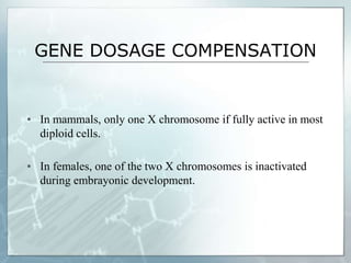 GENE DOSAGE COMPENSATION
▪ In mammals, only one X chromosome if fully active in most
diploid cells.
▪ In females, one of the two X chromosomes is inactivated
during embrayonic development.
 
