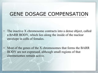 GENE DOSAGE COMPENSATION
▪ The inactive X chromosome contracts into a dense object, called
a BARR BODY, which lies along the inside of the nuclear
envelope in cells of females.
▪ Most of the genes of the X chromosomes that forms the BARR
BODY are not expressed, although small regions of that
chromosomes remain active.
 