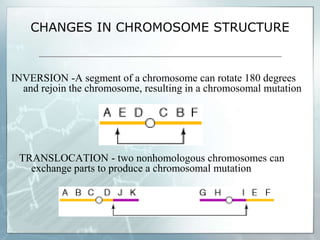 CHANGES IN CHROMOSOME STRUCTURE
INVERSION -A segment of a chromosome can rotate 180 degrees
and rejoin the chromosome, resulting in a chromosomal mutation
TRANSLOCATION - two nonhomologous chromosomes can
exchange parts to produce a chromosomal mutation
 