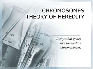 CHROMOSOMES
THEORY OF HEREDITY
It says that genes
are located on
chromosomes.
 
