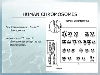 HUMAN CHROMOSOMES
Sex Chromosomes – X and Y
chromosomes
Autosomes – 22 pairs of
chromosomes except the sex
chromosomes.
 
