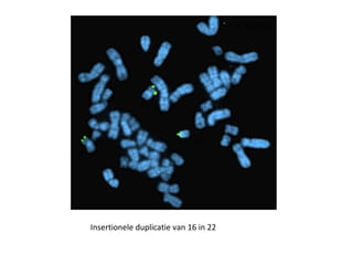 Insertionele duplicatie van 16 in 22 