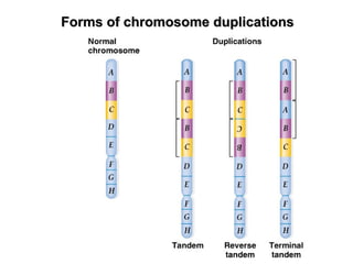 Chromosomal Mutations (Structure and Number) | PPT
