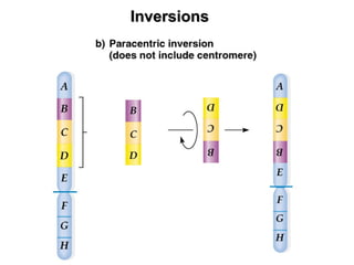 Chromosomal Mutations (Structure and Number) | PPT