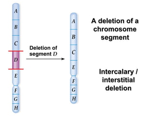 Chromosomal Mutations (Structure and Number) | PPT