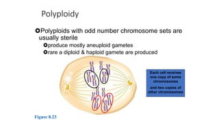 Chromosomal mutations | PPT