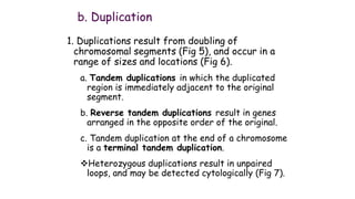 Chromosomal mutations | PPT
