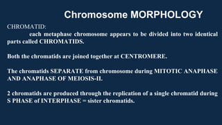 CHROMATID:
each metaphase chromosome appears to be divided into two identical
parts called CHROMATIDS.
Both the chromatids are joined together at CENTROMERE.
The chromatids SEPARATE from chromosome during MITOTIC ANAPHASE
AND ANAPHASE OF MEIOSIS-II.
2 chromatids are produced through the replication of a single chromatid during
S PHASE of INTERPHASE = sister chromatids.
Chromosome MORPHOLOGY
 