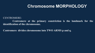 CENTROMERE:
Centromere at the primary constriction is the landmark for the
identification of the chromosome.
Centromere divides chromosome into TWO ARMS p and q.
Chromosome MORPHOLOGY
 
