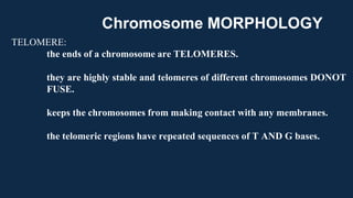 TELOMERE:
the ends of a chromosome are TELOMERES.
they are highly stable and telomeres of different chromosomes DONOT
FUSE.
keeps the chromosomes from making contact with any membranes.
the telomeric regions have repeated sequences of T AND G bases.
Chromosome MORPHOLOGY
 