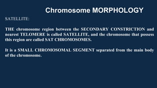 SATELLITE:
THE chromosome region between the SECONDARY CONSTRICTION and
nearest TELOMERE is called SATELLITE, and the chromosome that possess
this region are called SAT CHROMOSOMES.
It is a SMALL CHROMOSOMAL SEGMENT separated from the main body
of the chromosome.
Chromosome MORPHOLOGY
 