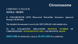 CHROMA=COLOUR
SOMA= BODY
E. STRASBURGER (1875) Discovered Thread-like Structures Appeared
During Cell Division.
The detailed chromosome is seen in the METAPHASE with suitable dyes.
IN ALL EUKARYOTIC ORGANISMS DEFINITE NUMBER OF
CHROMOSOMES WITH DEFINITE SIZE AND DEFINITE SHAPE.
DIPLOID IN SOMATIC CELLS; HAPLOID IN GAMETES.
Chromosome
 