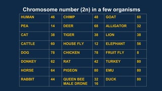 HUMAN 46 CHIMP 48 GOAT 60
PEA 14 DEER 68 ALLIGATOR 32
CAT 38 TIGER 38 LION 38
CATTLE 60 HOUSE FLY 12 ELEPHANT 56
DOG 78 CHICKEN 78 FRUIT FLY 8
DONKEY 62 RAT 42 TURKEY 80
HORSE 64 PIGEON 80 EMU 80
RABBIT 44 QUEEN BEE
MALE DRONE
32
16
DUCK 80
Chromosome number (2n) in a few organisms
 