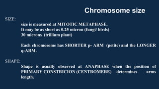 SIZE:
size is measured at MITOTIC METAPHASE.
It may be as short as 0.25 micron (fungi/ birds)
30 microns (trillium plant)
Each chromosome has SHORTER p- ARM (petite) and the LONGER
q-ARM.
SHAPE:
Shape is usually observed at ANAPHASE when the position of
PRIMARY CONSTRICION (CENTROMERE) determines arms
length.
Chromosome size
 