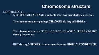 MORPHOLOGY:
MITOTIC METAPHASE is suitable stage for morphological studies.
The chromosome morphology CHANGES during cell division.
The chromosomes are THIN, COILED, ELASTIC, THREAD-LIKE
during interphase.
BUT during MITOSIS chromosomes become HIGHLY CONDENSED.
Chromosome structure
 
