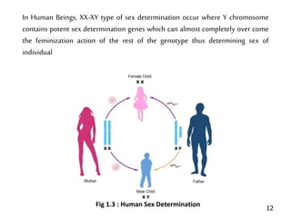Chromosomal sex determination in man | PPT