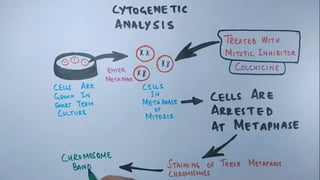 Chromosomal Staining.pptx