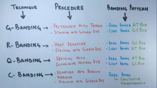 Chromosomal Staining.pptx