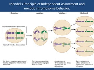 Heridity Example chromosomal theory of heredity with examples.pptx