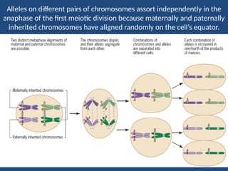 Heridity Example chromosomal theory of heredity with examples.pptx