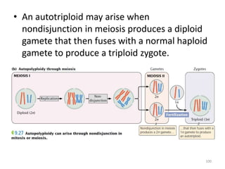 • An autotriploid may arise when
nondisjunction in meiosis produces a diploid
gamete that then fuses with a normal haploid
gamete to produce a triploid zygote.
100
 