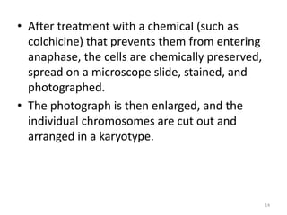 • After treatment with a chemical (such as
colchicine) that prevents them from entering
anaphase, the cells are chemically preserved,
spread on a microscope slide, stained, and
photographed.
• The photograph is then enlarged, and the
individual chromosomes are cut out and
arranged in a karyotype.
14
 