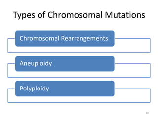 Types of Chromosomal Mutations
Chromosomal Rearrangements
Aneuploidy
Polyploidy
18
 