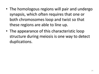 • The homologous regions will pair and undergo
synapsis, which often requires that one or
both chromosomes loop and twist so that
these regions are able to line up.
• The appearance of this characteristic loop
structure during meiosis is one way to detect
duplications.
24
 