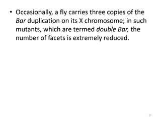 • Occasionally, a fly carries three copies of the
Bar duplication on its X chromosome; in such
mutants, which are termed double Bar, the
number of facets is extremely reduced.
27
 