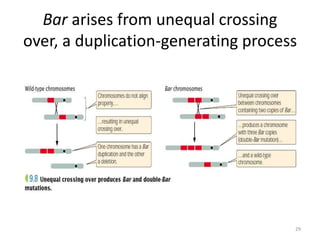 Bar arises from unequal crossing
over, a duplication-generating process
29
 