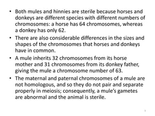 • Both mules and hinnies are sterile because horses and
donkeys are different species with different numbers of
chromosomes: a horse has 64 chromosomes, whereas
a donkey has only 62.
• There are also considerable differences in the sizes and
shapes of the chromosomes that horses and donkeys
have in common.
• A mule inherits 32 chromosomes from its horse
mother and 31 chromosomes from its donkey father,
giving the mule a chromosome number of 63.
• The maternal and paternal chromosomes of a mule are
not homologous, and so they do not pair and separate
properly in meiosis; consequently, a mule’s gametes
are abnormal and the animal is sterile.
3
 