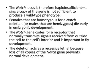 • The Notch locus is therefore haploinsufficient—a
single copy of the gene is not sufficient to
produce a wild-type phenotype.
• Females that are homozygous for a Notch
deletion (or males that are hemizygous) die early
in embryonic development.
• The Notch gene codes for a receptor that
normally transmits signals received from outside
the cell to the cell’s interior and is important in fly
development.
• The deletion acts as a recessive lethal because
loss of all copies of the Notch gene prevents
normal development.
38
 