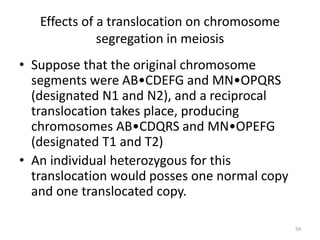 Effects of a translocation on chromosome
segregation in meiosis
• Suppose that the original chromosome
segments were AB•CDEFG and MN•OPQRS
(designated N1 and N2), and a reciprocal
translocation takes place, producing
chromosomes AB•CDQRS and MN•OPEFG
(designated T1 and T2)
• An individual heterozygous for this
translocation would posses one normal copy
and one translocated copy.
59
 