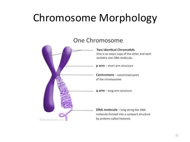 Chromosomal variation
